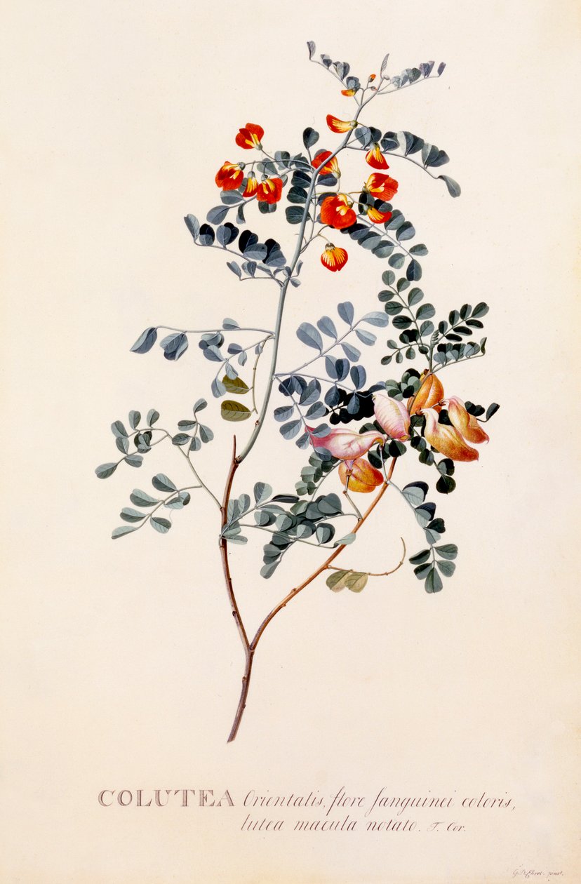 Colutea，约1745年手绘版画。 作者 “乔治·狄奥尼修斯·埃雷特