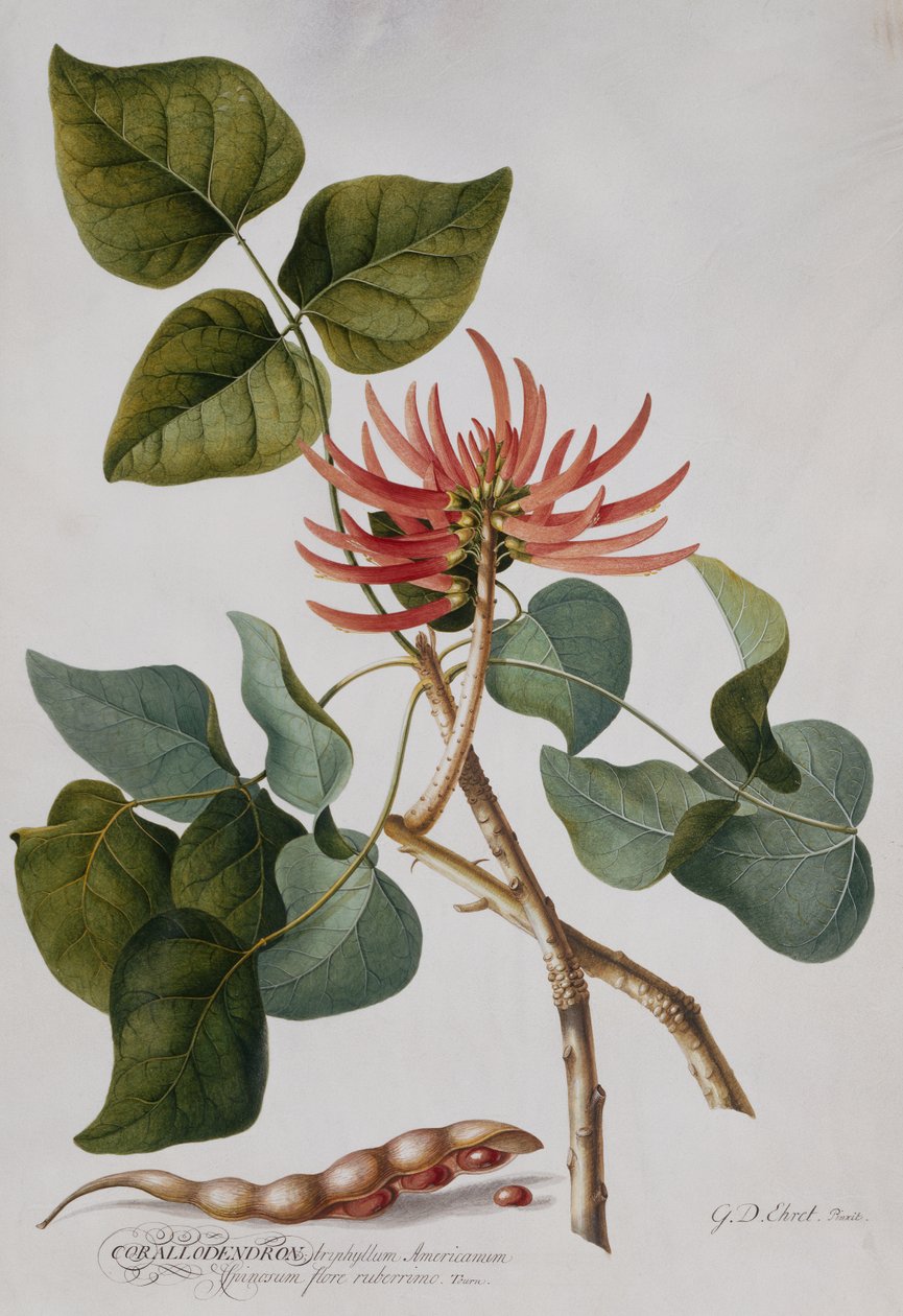 珊瑚树（铅笔和水彩画） 作者 格奥尔格·狄奥尼修斯·埃雷特