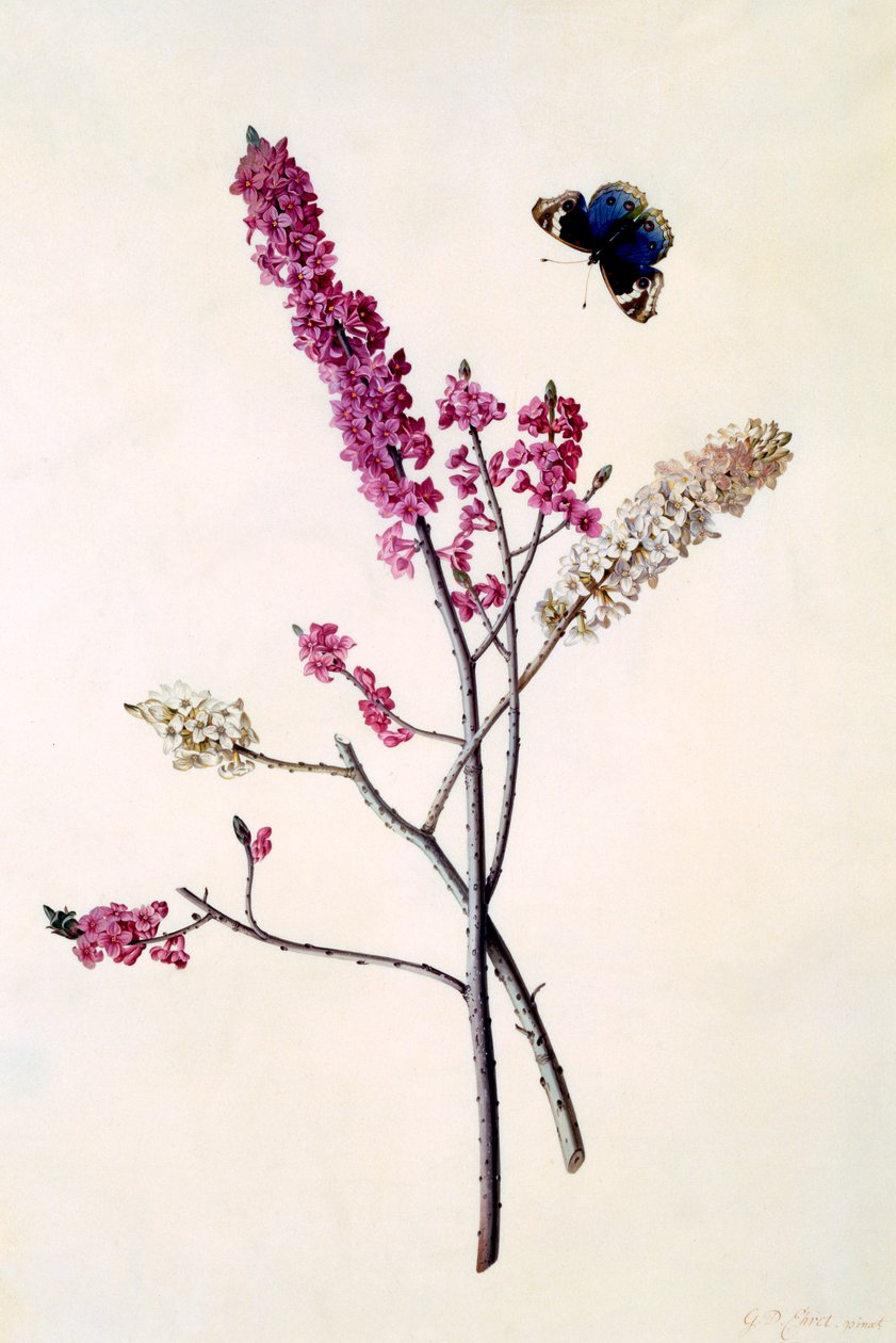 Daphne Mezereum与蝴蝶，约1740年手绘版画。 作者 “乔治·狄奥尼修斯·埃雷特