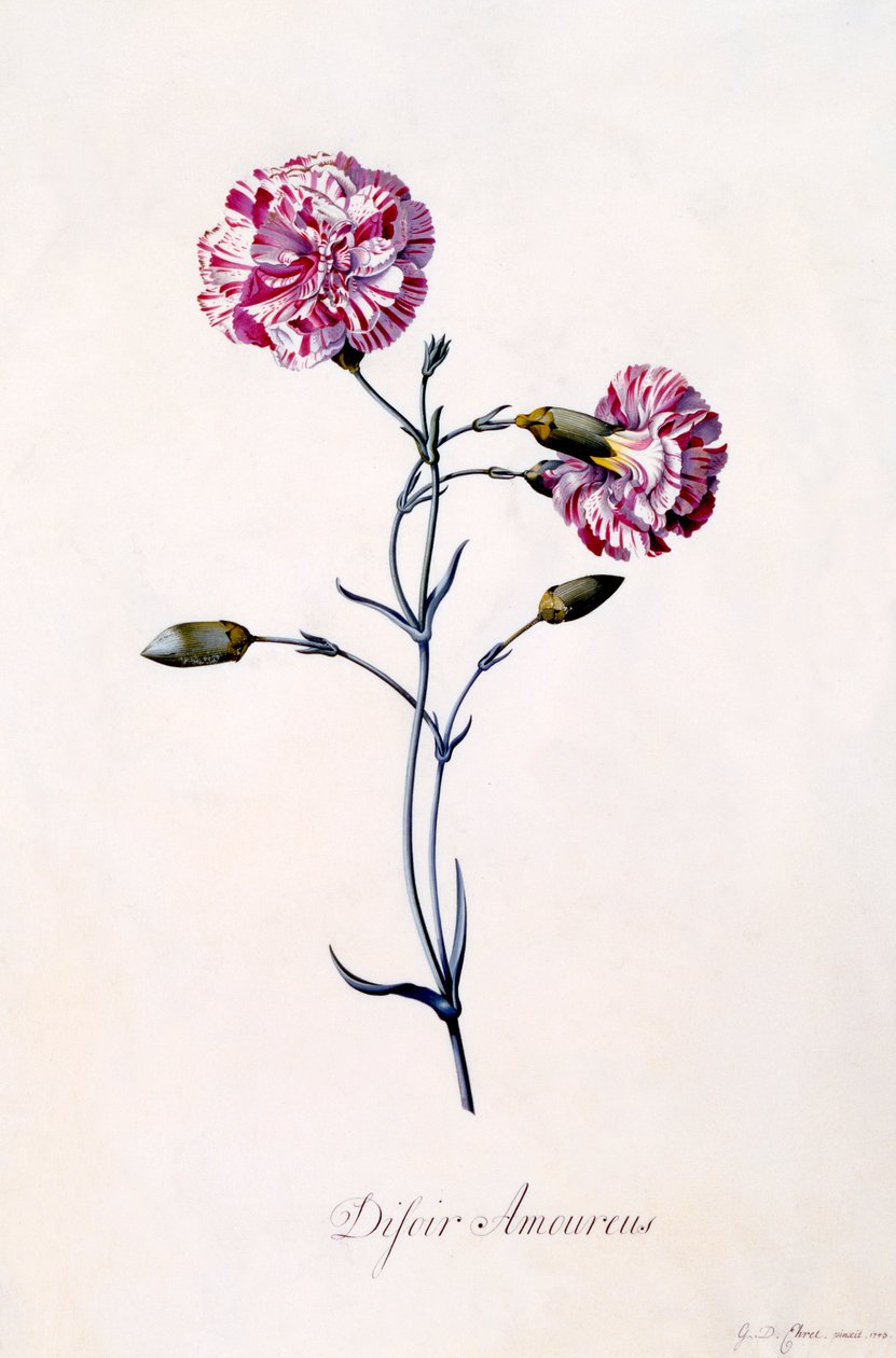 Difor Amourius康乃馨，约1745年手绘版画。 作者 “乔治·狄奥尼修斯·埃雷特