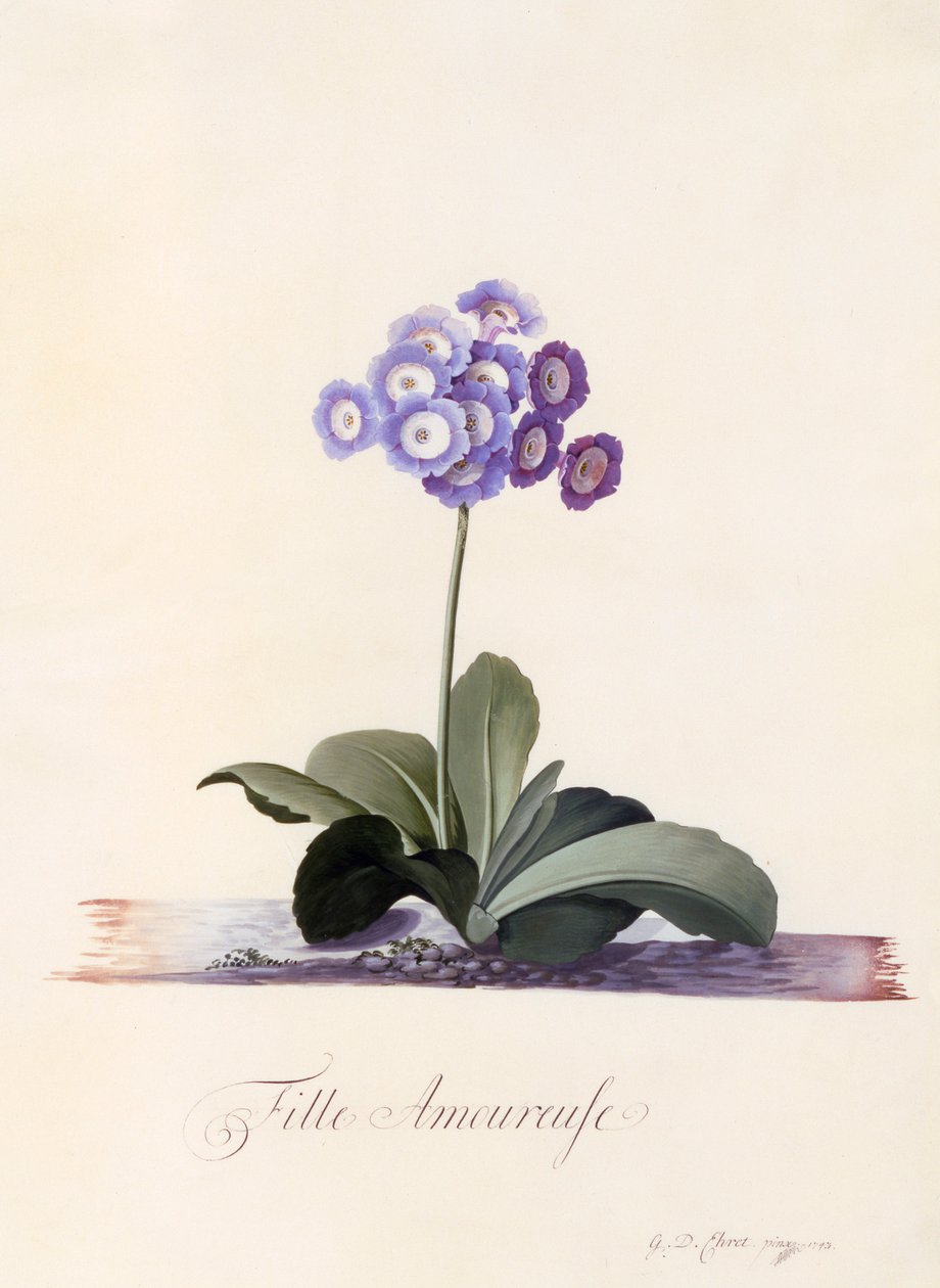 Garden Auricula Fille Amoureuse，约1743年手绘版画。 作者 “乔治·狄奥尼修斯·埃雷特
