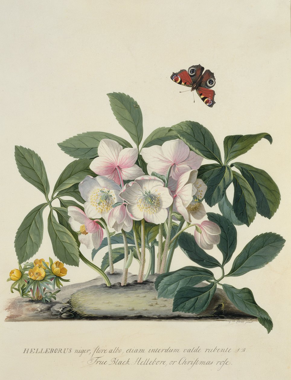 Helleborus Niger 作者 格奥尔格·狄奥尼修斯·埃雷特