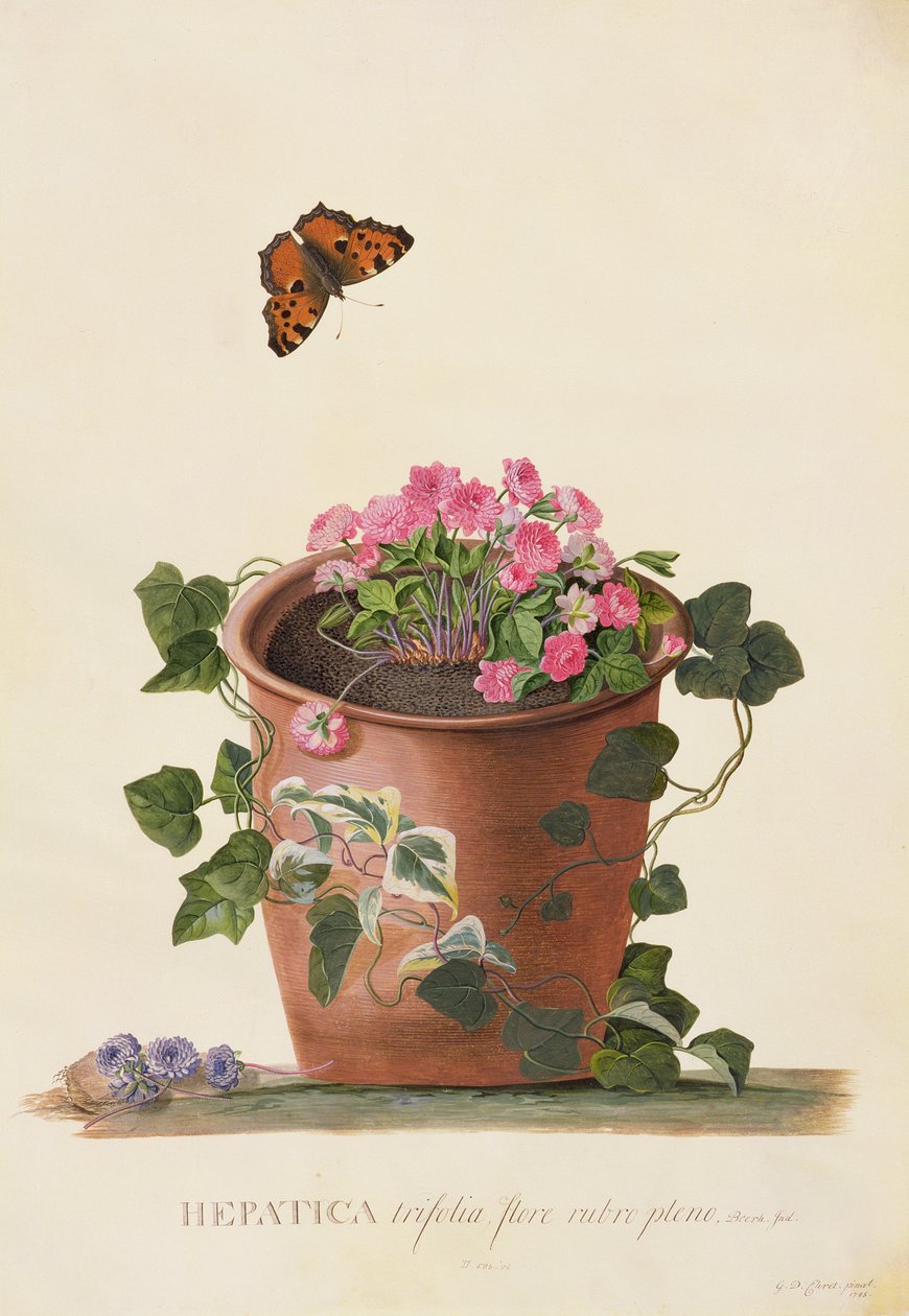 Hepatica trifolia（Nobilis），1745年（牛皮纸上的水粉） 作者 格奥尔格·狄奥尼修斯·埃雷特