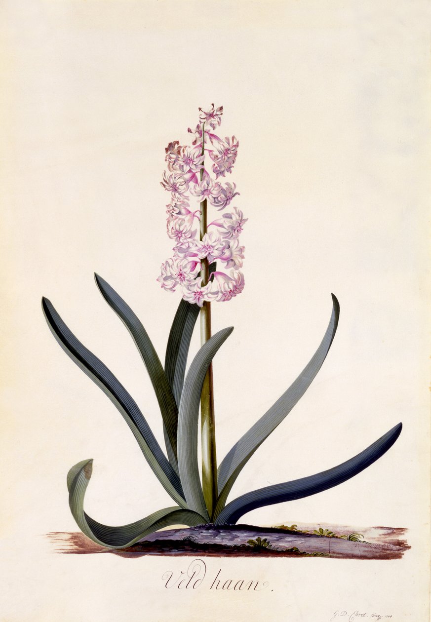 风信子&39;Veld Haan&39;，c.1744（手工雕刻） 作者 格奥尔格·狄奥尼修斯·埃雷特