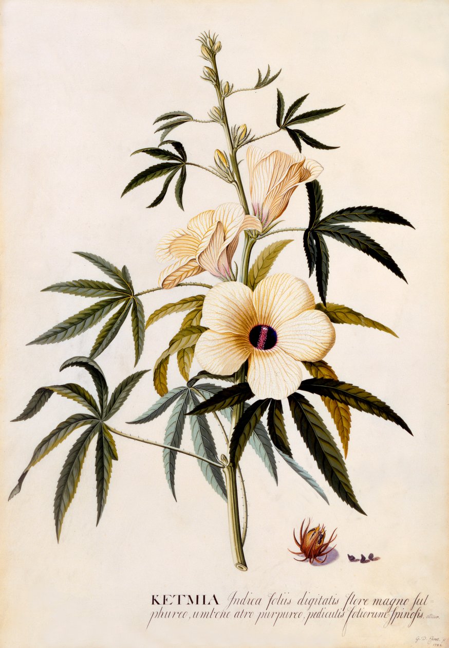 Ketmia，约1742年手绘版画。 作者 “乔治·狄奥尼修斯·埃雷特
