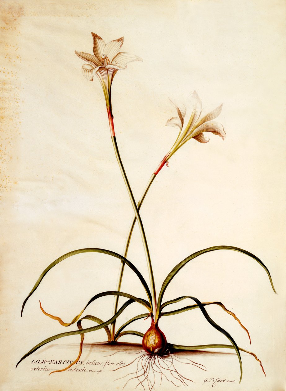 Lilio Narcissus，1745（手工彩色雕刻） 作者 格奥尔格·狄奥尼修斯·埃雷特