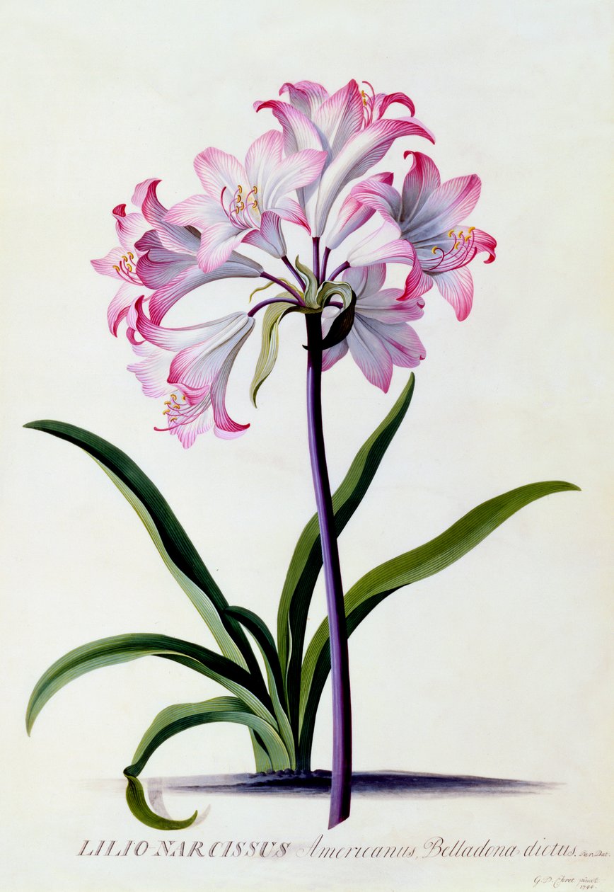 Lilio Narcissus，约1744年手绘版画。 作者 “乔治·狄奥尼修斯·埃雷特
