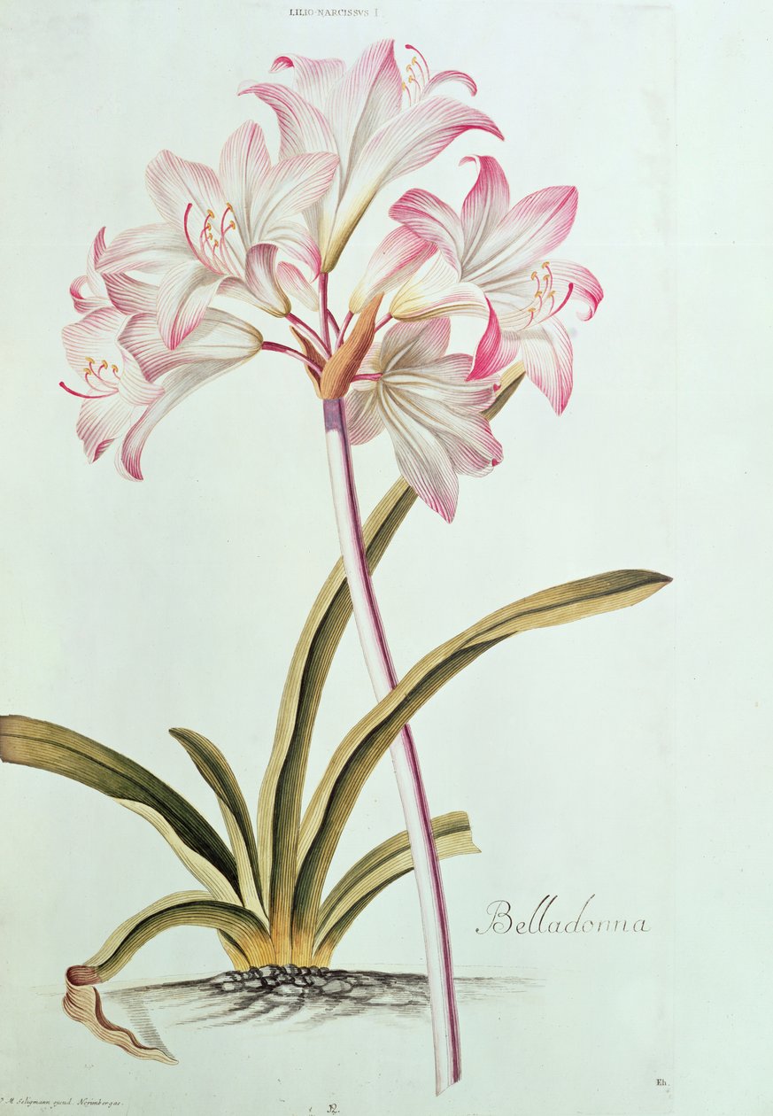百合：百合颠茄从特鲁的花园Nitidissumus 1，1750（pl.12） 作者 格奥尔格·狄奥尼修斯·埃雷特