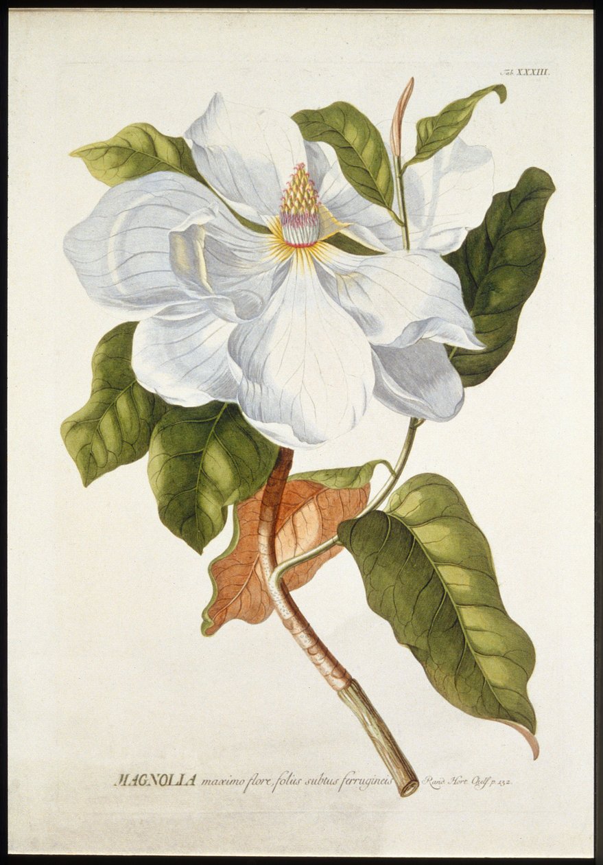 Magnolia Maxime Flore，约1740-1770。 作者 格奥尔格·狄奥尼修斯·埃雷特
