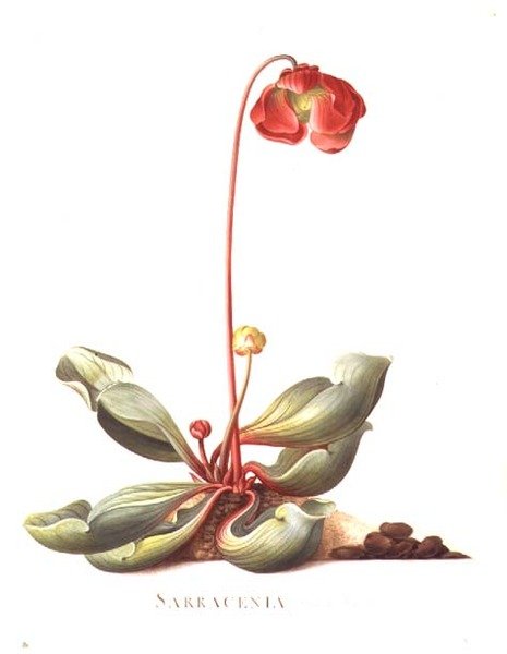 PD.117-1973.f23 Sarracenia purpurea (Pitcher Plant) 1764（牛皮纸上的水彩和水粉画） 作者 格奥尔格·狄奥尼修斯·埃雷特