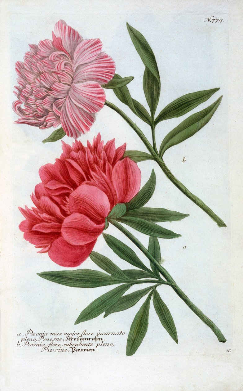牡丹花，1737年手绘版画。 作者 “乔治·狄奥尼修斯·埃雷特