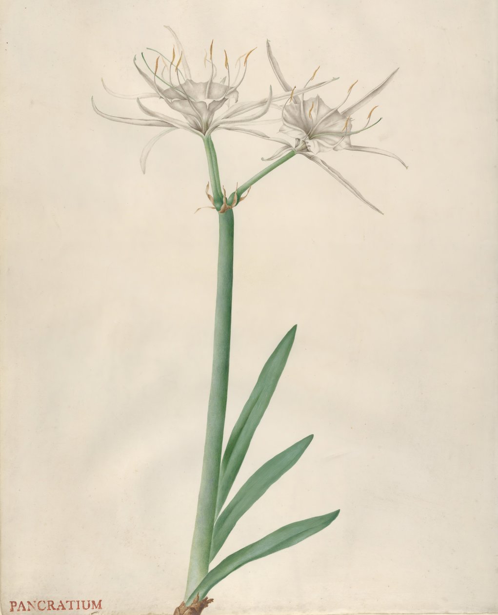 Pancratium, 1738-70. 作者 格奥尔格·狄奥尼修斯·埃雷特