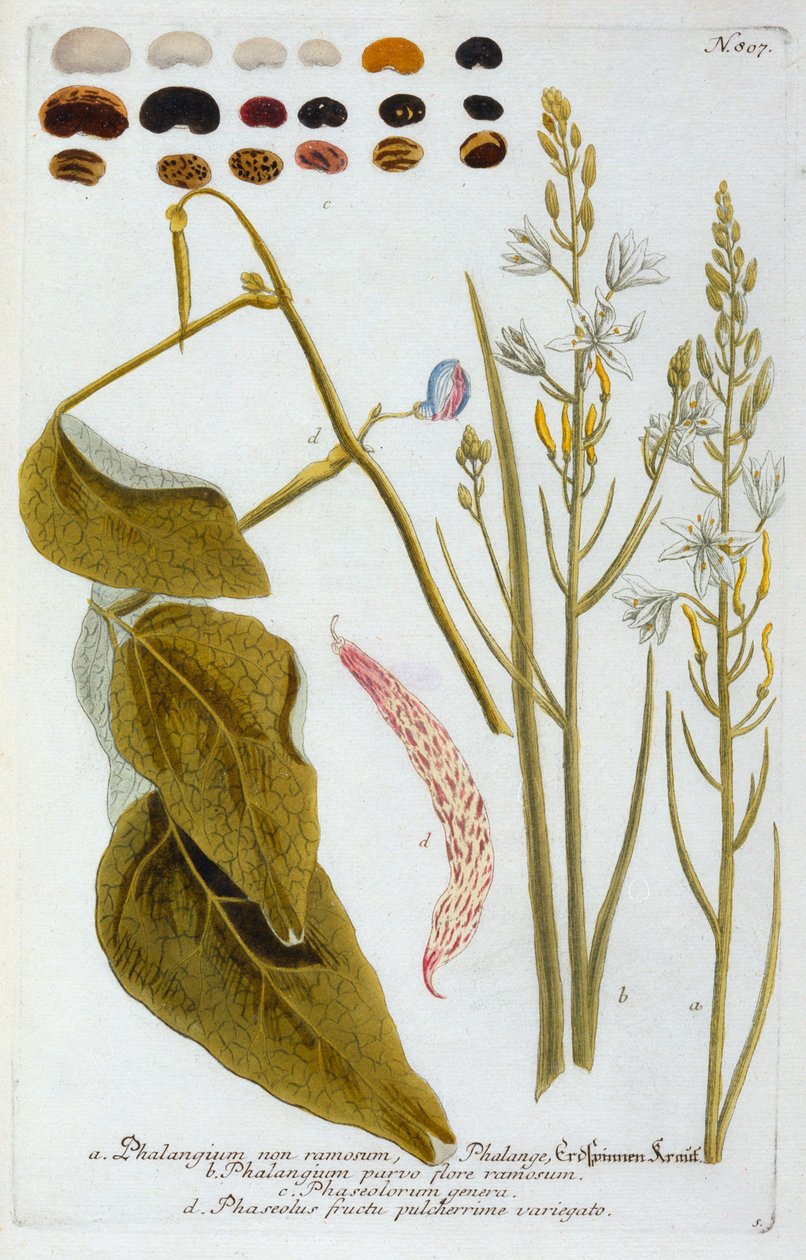 法兰经》，1737年手绘版画。 作者 “乔治·狄奥尼修斯·埃雷特