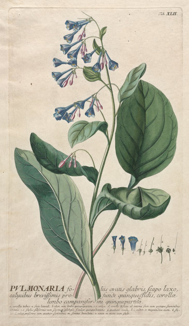 选择植物：否42  - 肺草属。 作者 格奥尔格·狄奥尼修斯·埃雷特