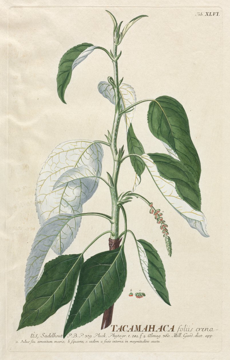 选择植物：否46  -  Tacamahaca。 作者 格奥尔格·狄奥尼修斯·埃雷特