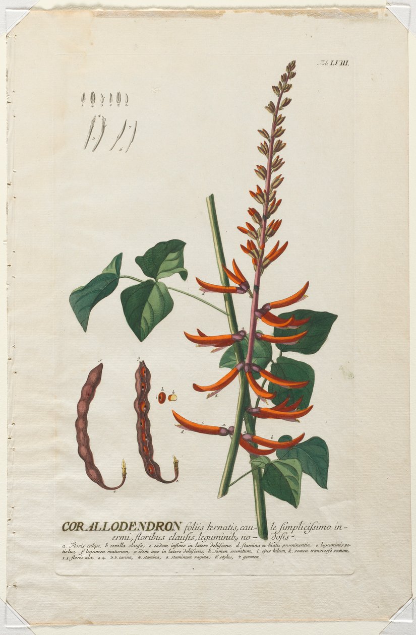 选择植物：否58  -  Corallodendron。 作者 格奥尔格·狄奥尼修斯·埃雷特