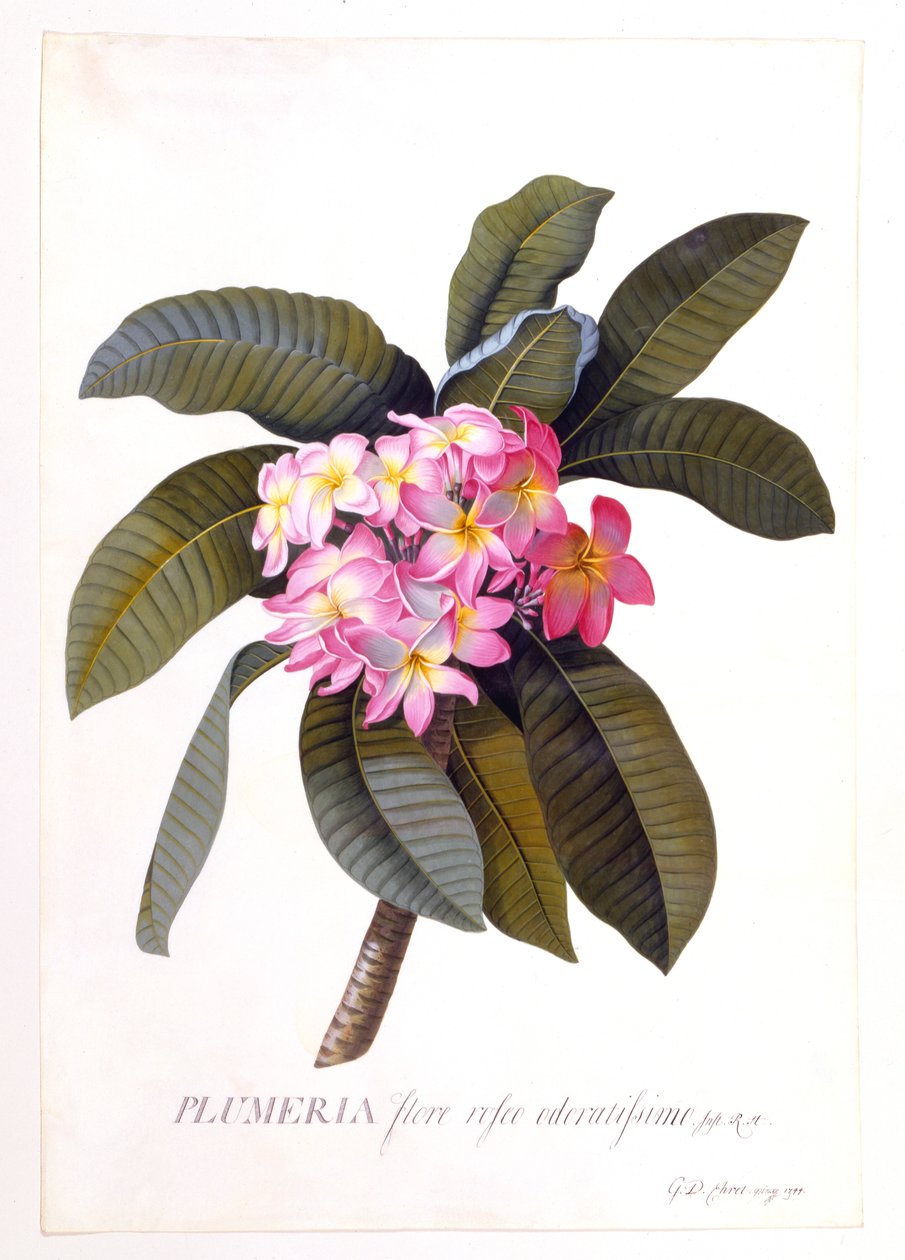 Plumeria，约1744年手绘版画。 作者 “乔治·狄奥尼修斯·埃雷特