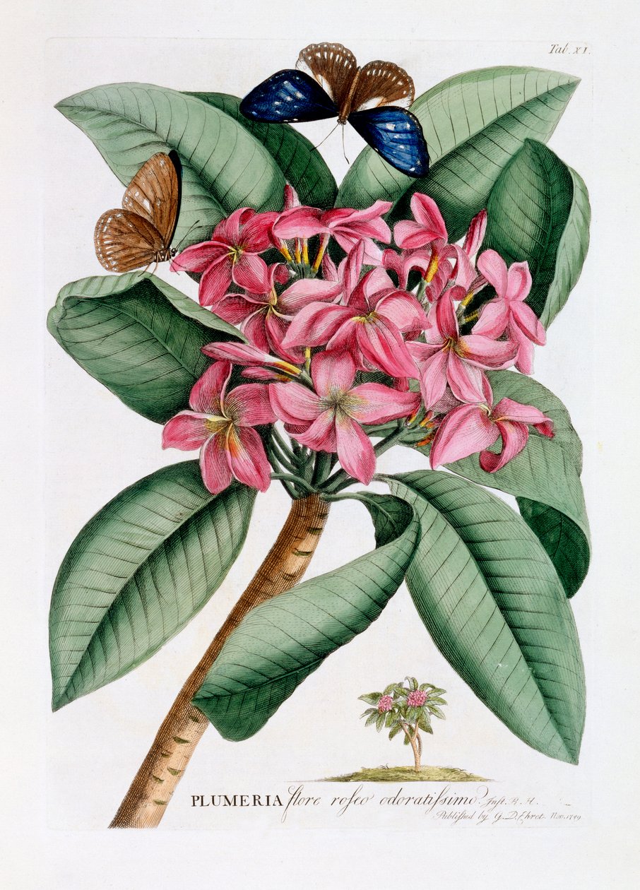 Plumeria，约1749年手绘版画。 作者 “乔治·狄奥尼修斯·埃雷特