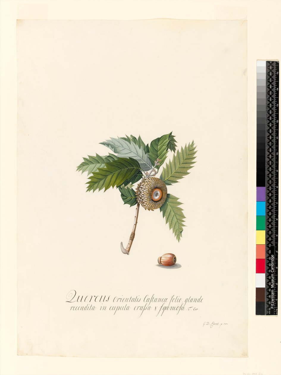 Quercus Orientalis，1742年（wc和vellum上的bodycolour） 作者 格奥尔格·狄奥尼修斯·埃雷特