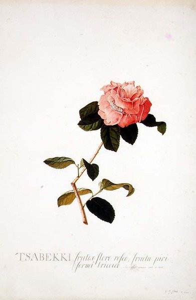 Rosa Tsabekki 作者 格奥尔格·狄奥尼修斯·埃雷特