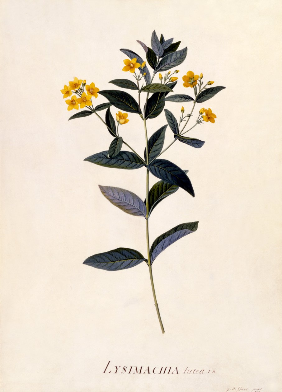黄色珍珠菜，1760（手工彩色雕刻） 作者 格奥尔格·狄奥尼修斯·埃雷特