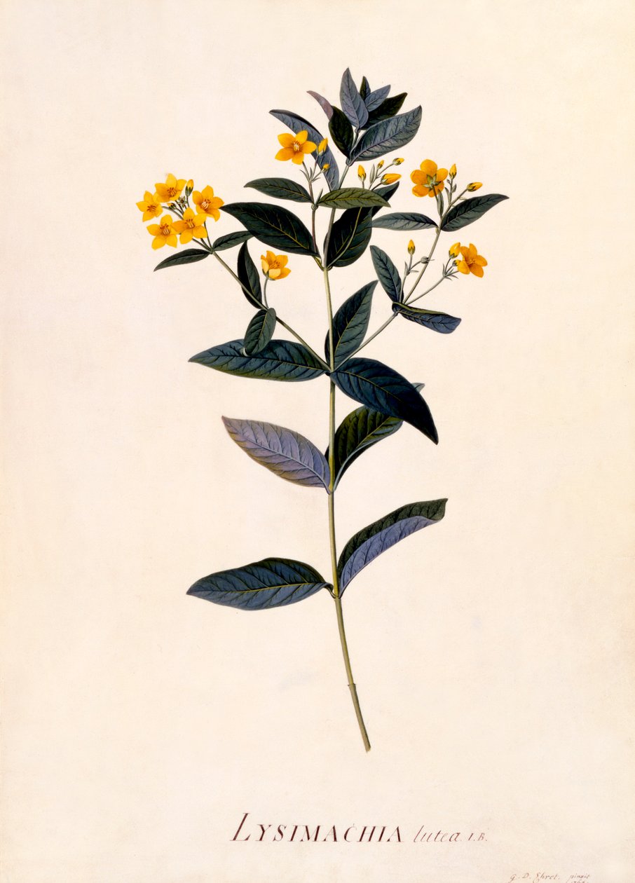 黄花菜，约1760年手绘版画。 作者 “乔治·狄奥尼修斯·埃雷特