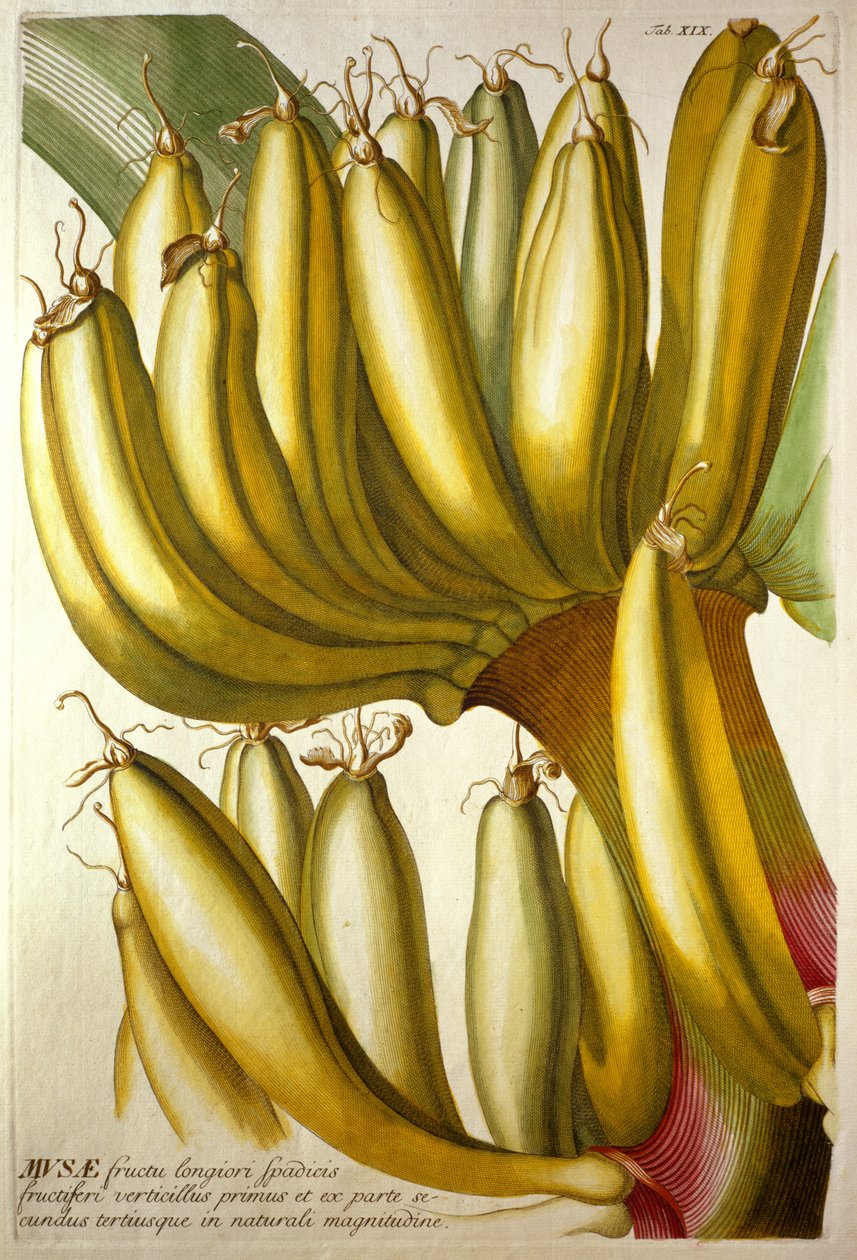 年轻的香蕉，来自CJ Trew的“ Plantae Selectae”，1750-73年 作者 格奥尔格·狄奥尼修斯·埃雷特