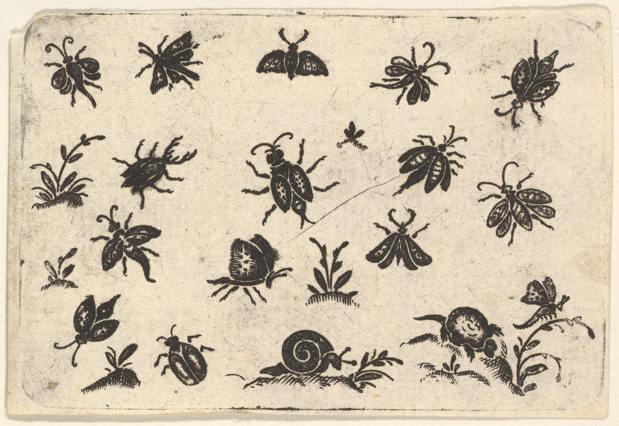 昆虫和植物的小图案，1596年。 作者 乔治·赫尔曼