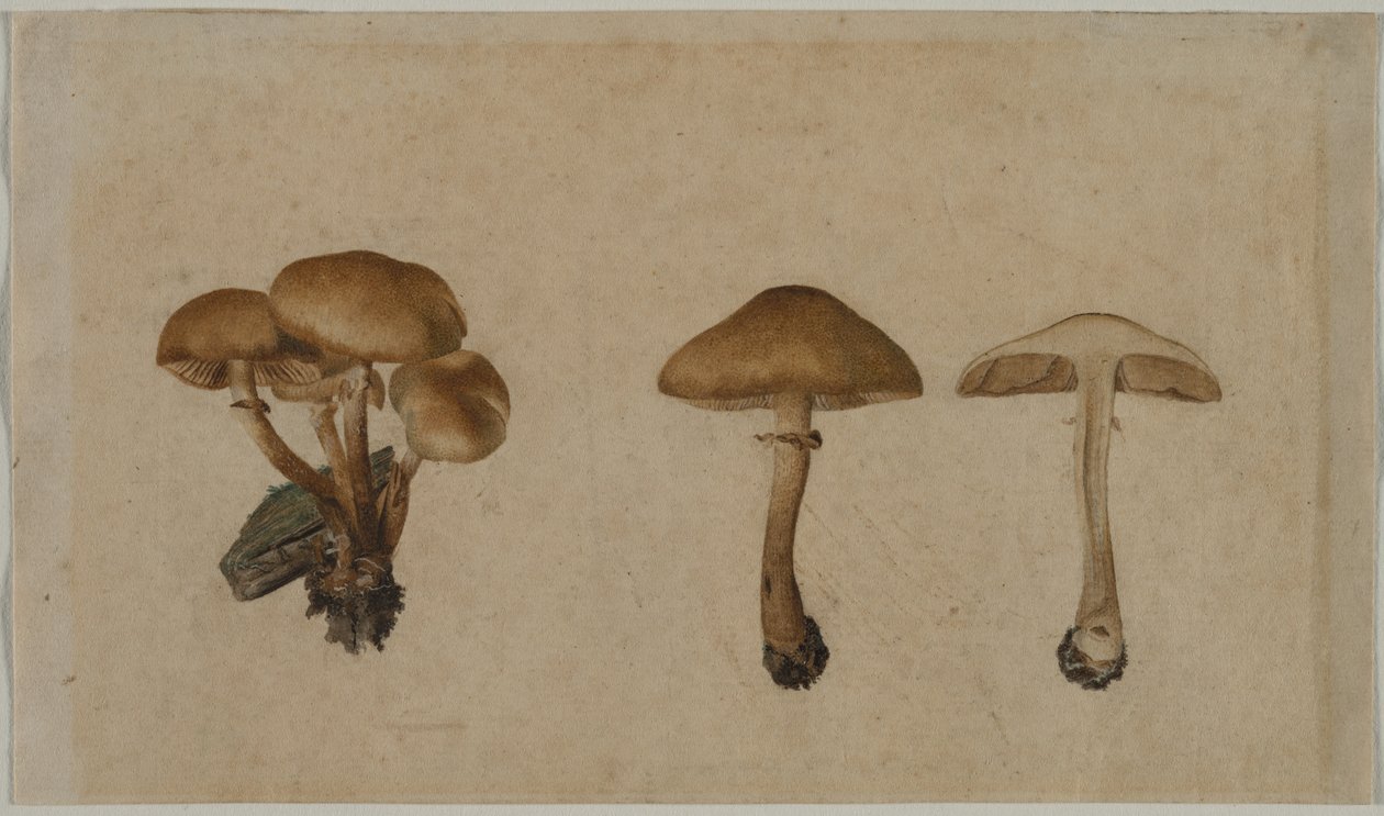 蘑菇，1751年。 作者 乔治·威廉·鲍恩费因德