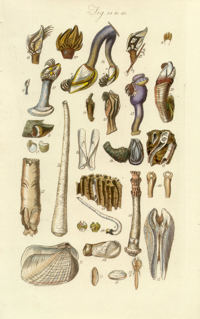 Conchological Manual Plate 2.藤壶和其他贝壳 作者 乔治·B·索尔比