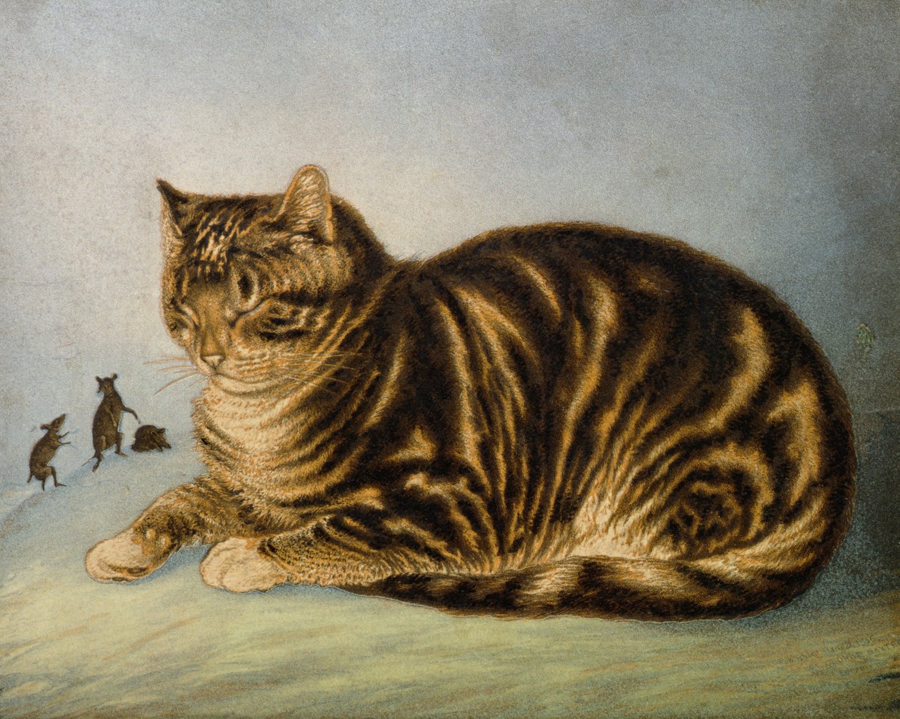 Puss Napping（打印） 作者 乔治·巴克斯特