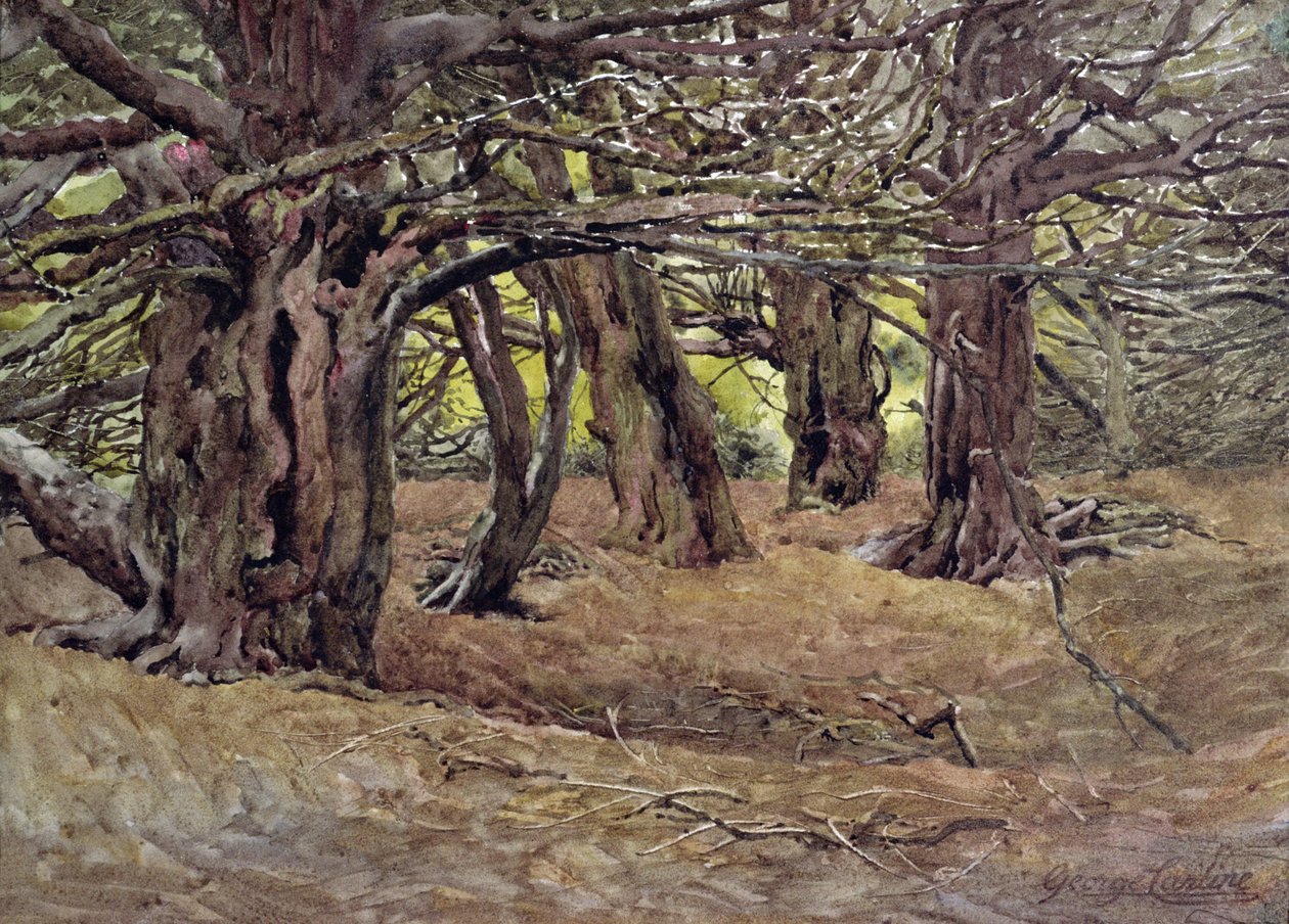 在索尔兹伯里（水彩画）附近的Radnor&39;s Estate伯爵Old Yew Wood 作者 乔治·卡琳