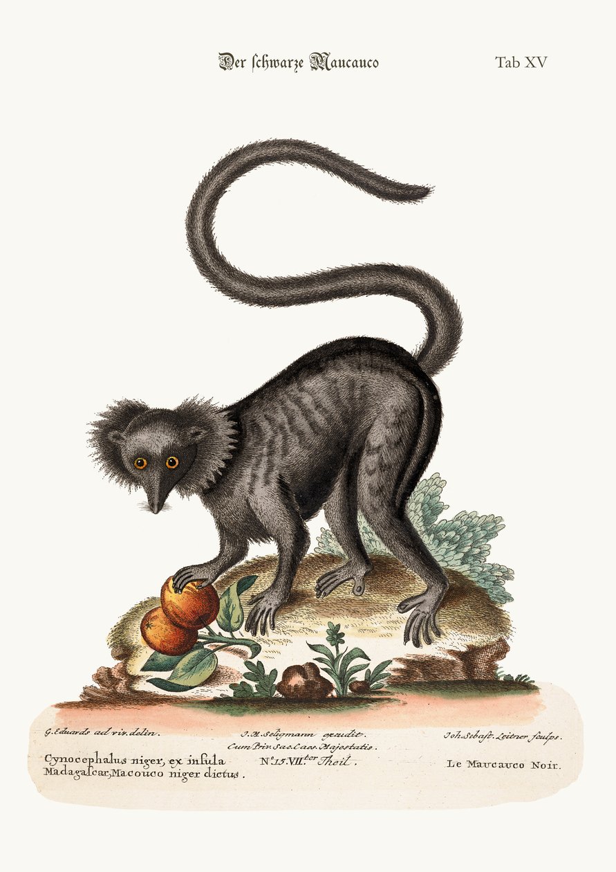 The Black Maucauco，1749-73 作者 乔治·爱德华兹