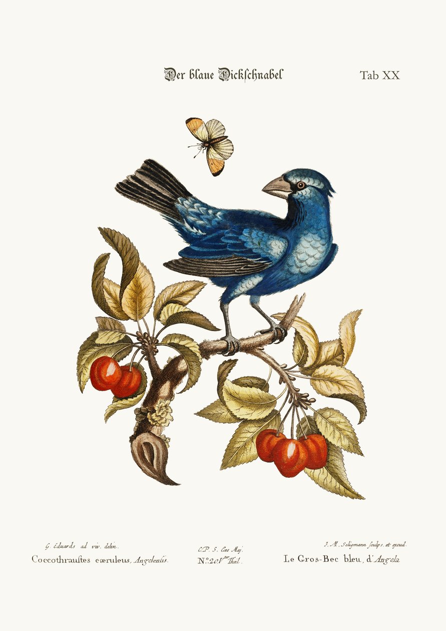 来自安哥拉的Blue Gros-beak，1749-73 作者 乔治·爱德华兹