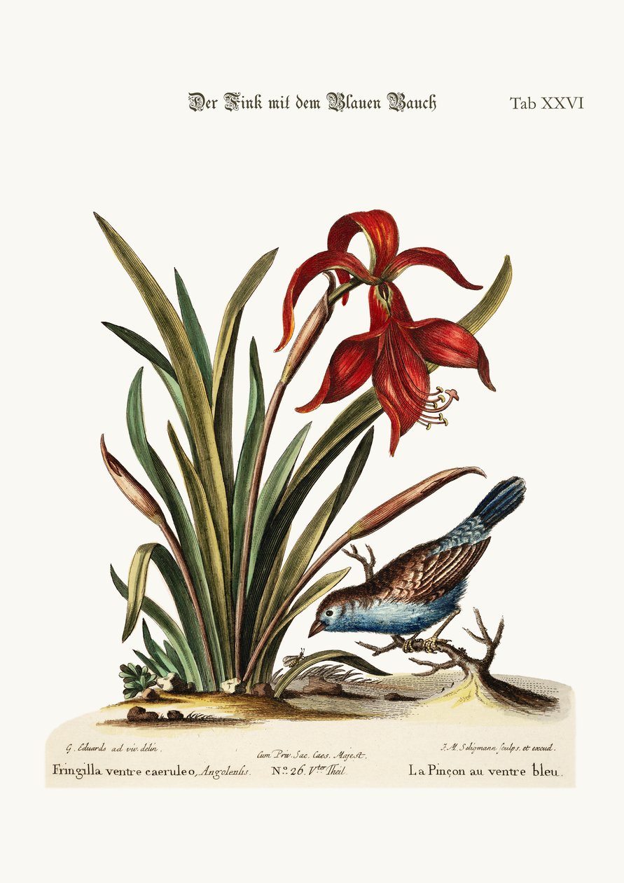 蓝腹雀。 Narcissus Jacobea，1749-73 作者 乔治·爱德华兹