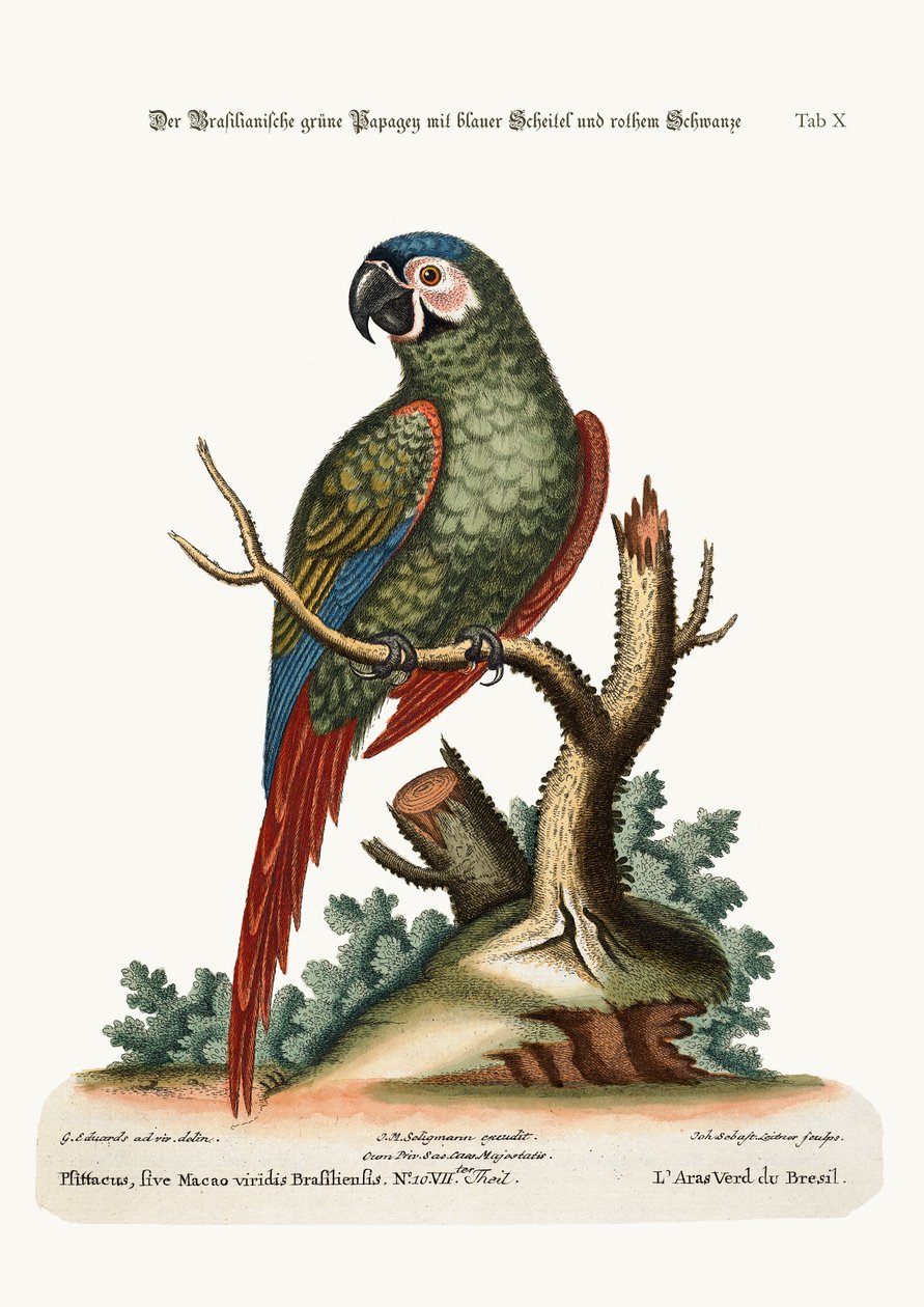 巴西绿色Maccaw，1749-73 作者 乔治·爱德华兹