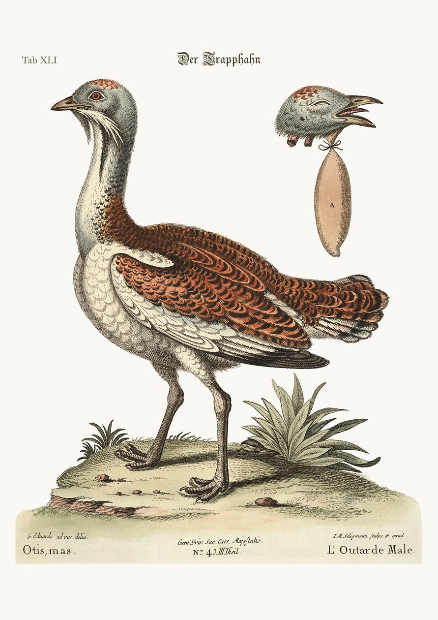 The Bustard Cock，1749-73 作者 乔治·爱德华兹