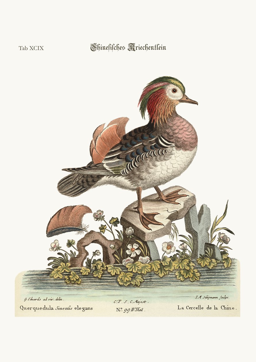 The Cinese Teal，1749-73 作者 乔治·爱德华兹