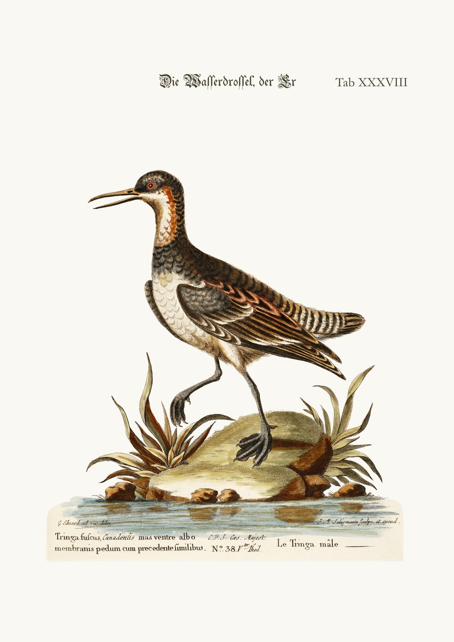 The Cock Coot-footed Tringa，1749-73 作者 乔治·爱德华兹