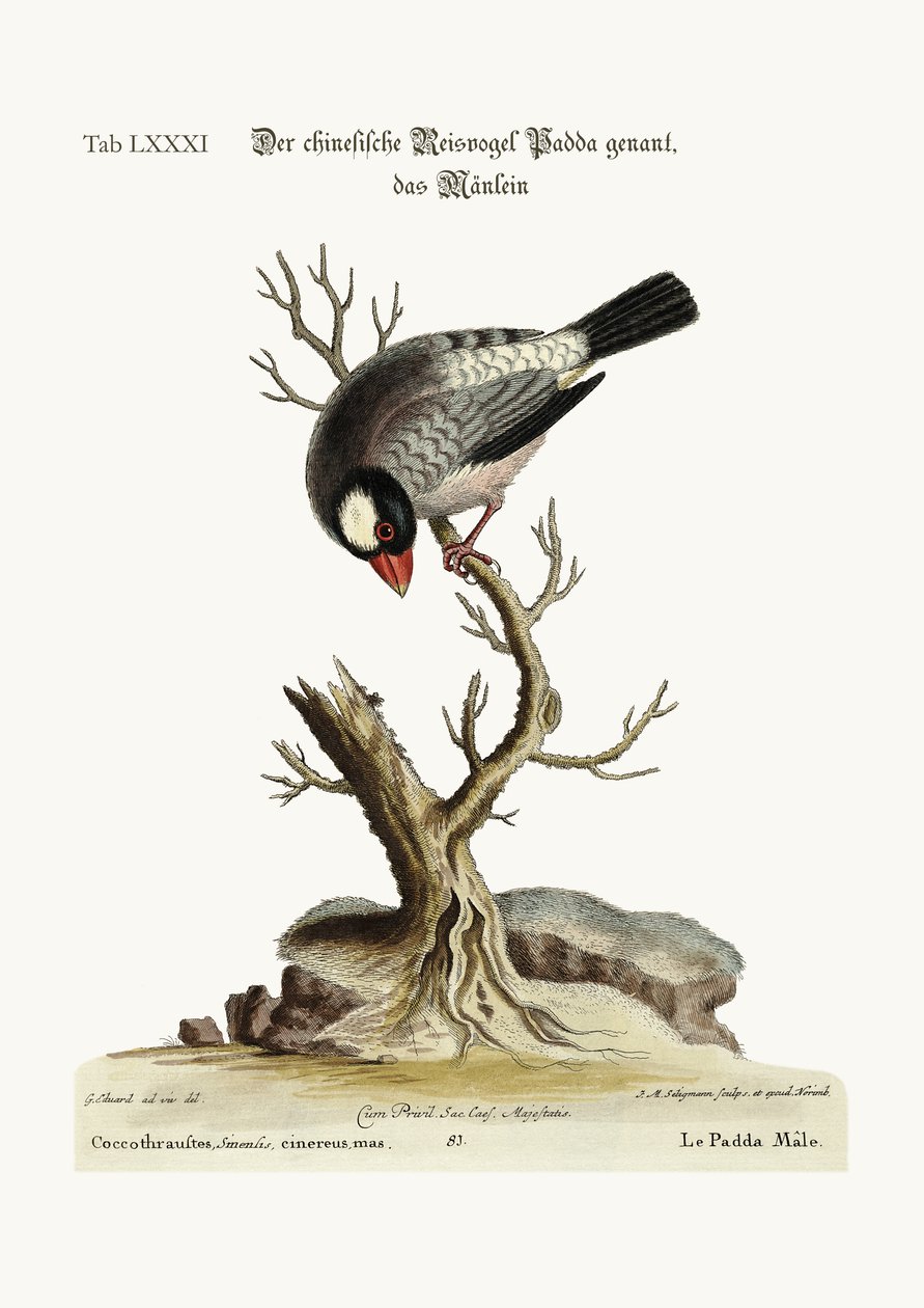 The Cock Padda或Rice-Bird，1749-73 作者 乔治·爱德华兹