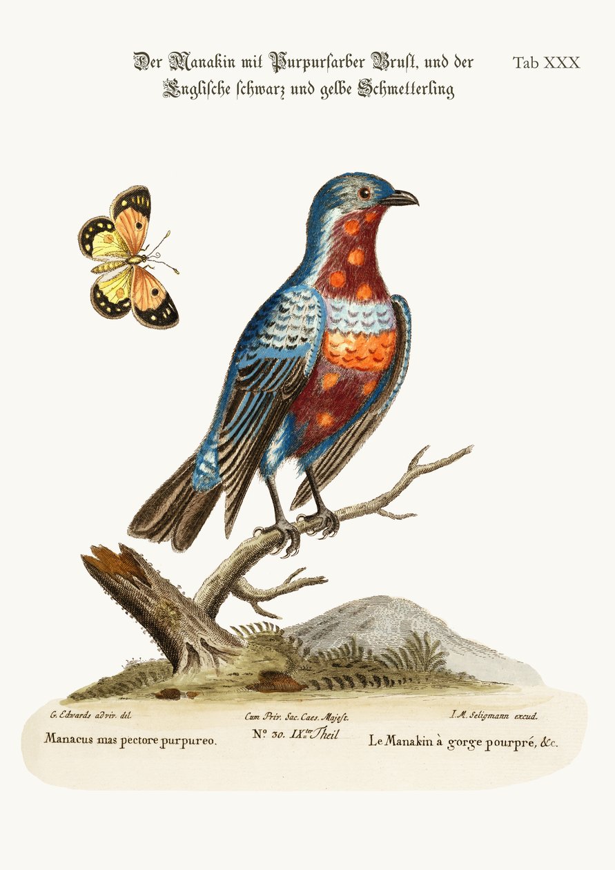The Cock Purple-breasted Manakin，1749-73 作者 乔治·爱德华兹