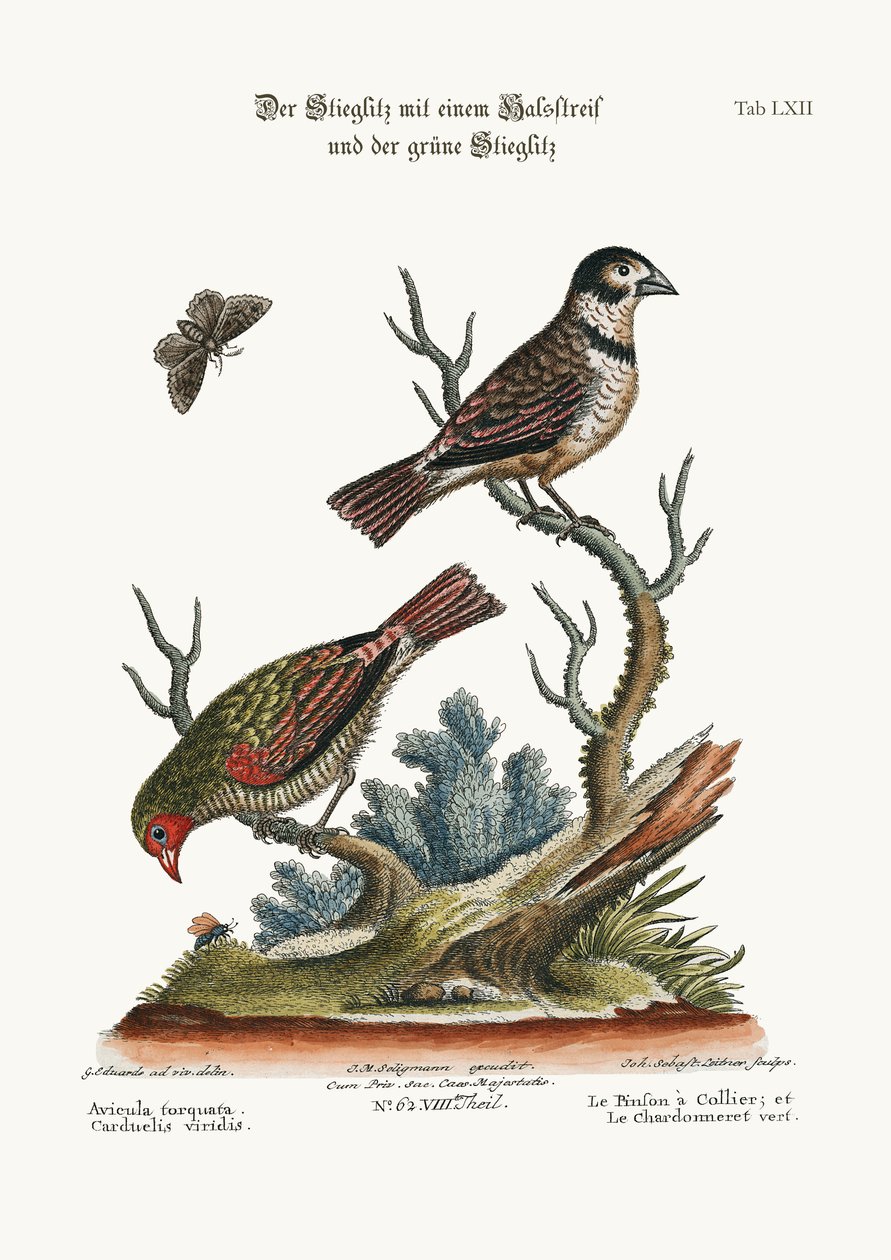 The Collared Finch和Green Goldfinch，1749-73 作者 乔治·爱德华兹