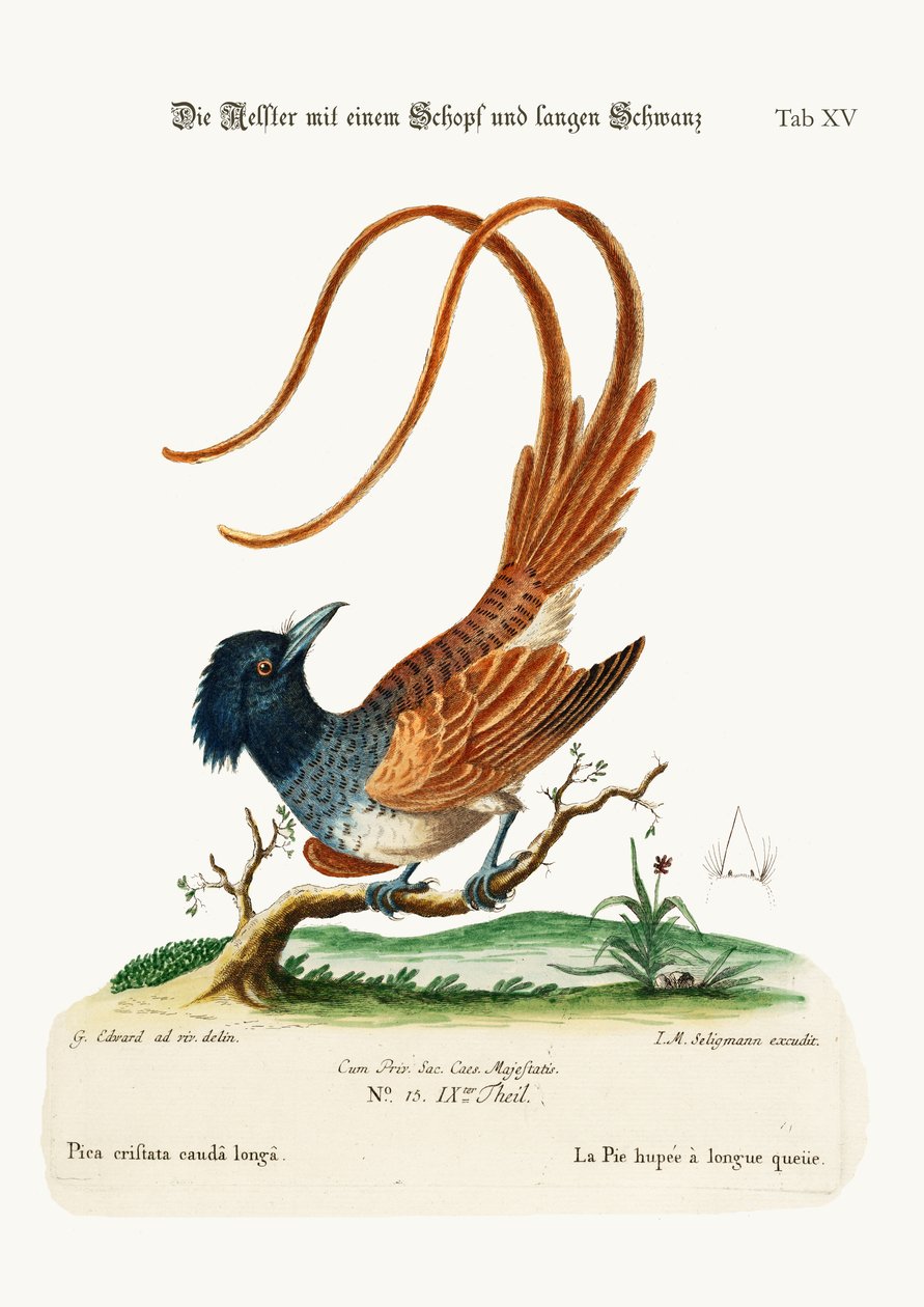 凤头长尾P，1749-73 作者 乔治·爱德华兹