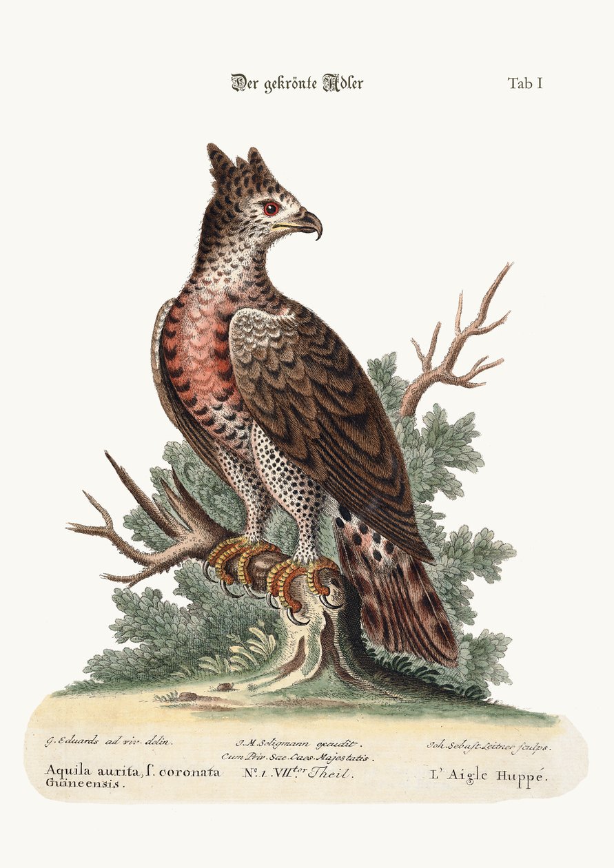 The Crowned Eagle，1749-73 作者 乔治·爱德华兹