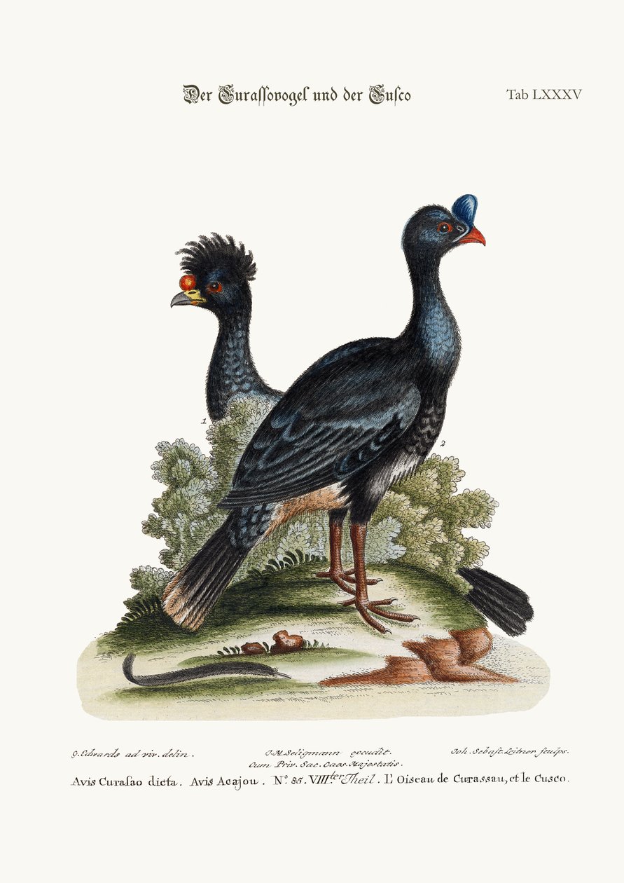 Curasso-Bird和Cushew-Bird，1749-73 作者 乔治·爱德华兹