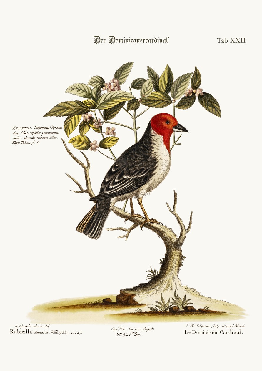 多米尼加红衣主教，1749-73 作者 乔治·爱德华兹