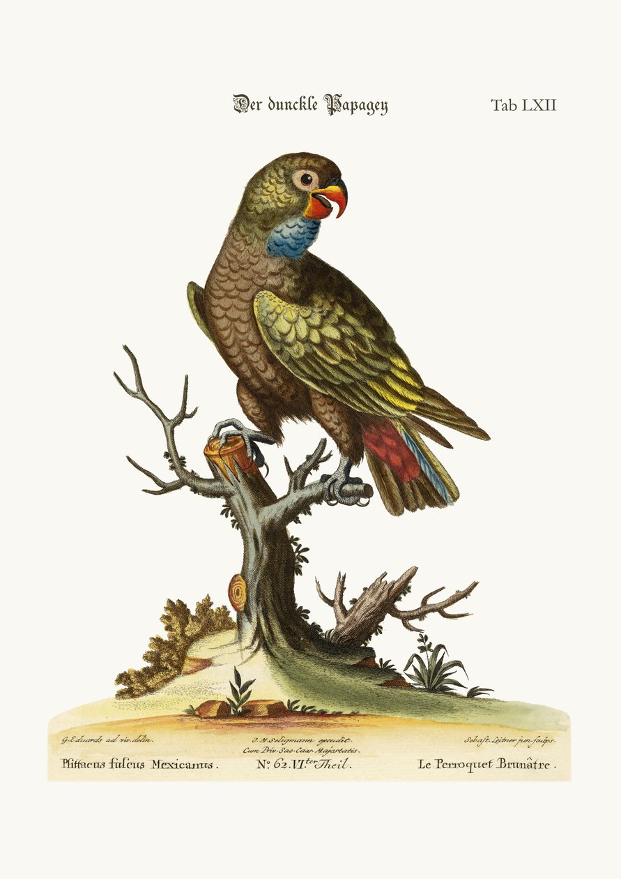 Dusky Parrot，1749-73 作者 乔治·爱德华兹