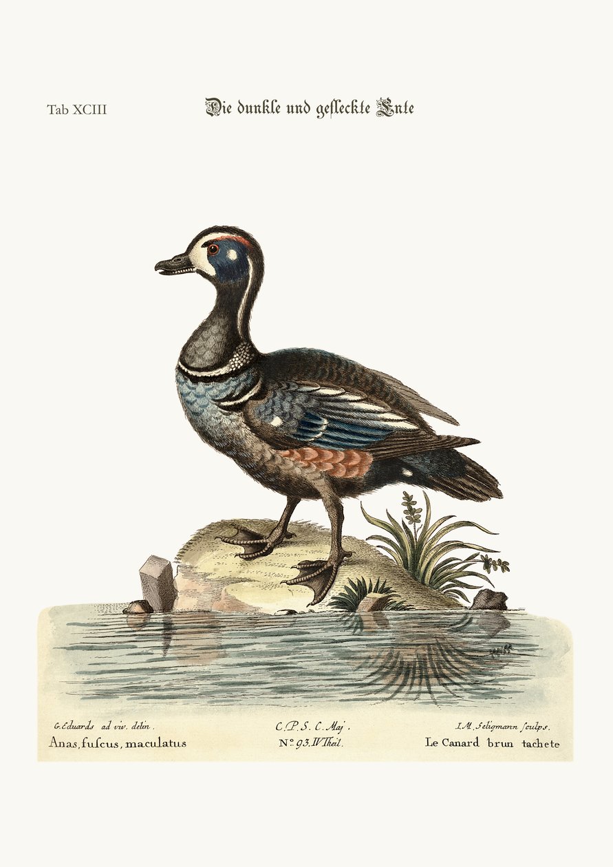 Dusky和Spotted Duck，1749-73 作者 乔治·爱德华兹