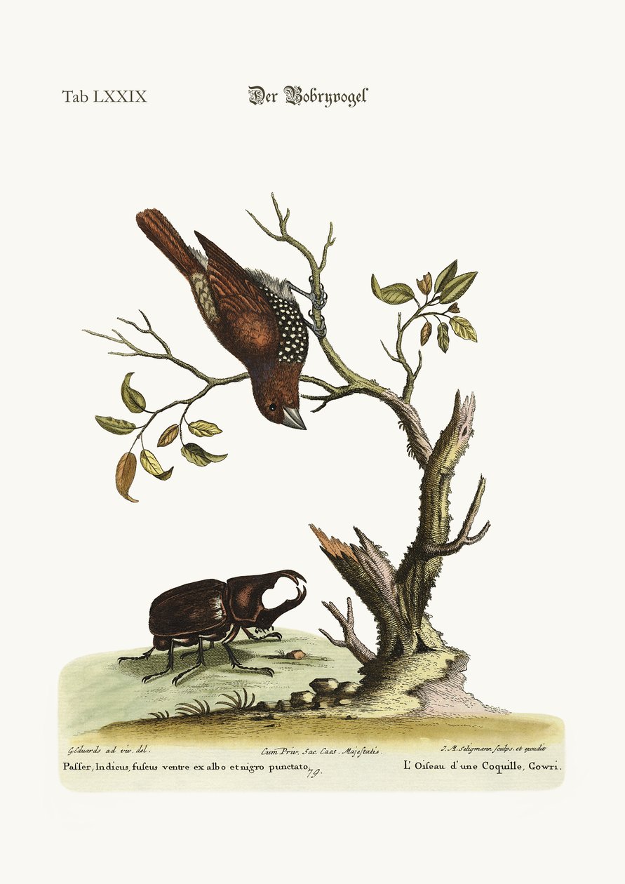 Gowry Bird，1749-73 作者 乔治·爱德华兹