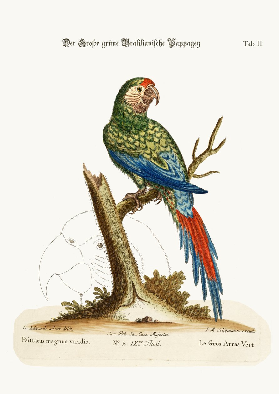 伟大的绿色Maccaw，1749-73 作者 乔治·爱德华兹